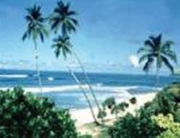 Palms, Mount Lavinia