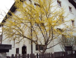 Guest House Sema